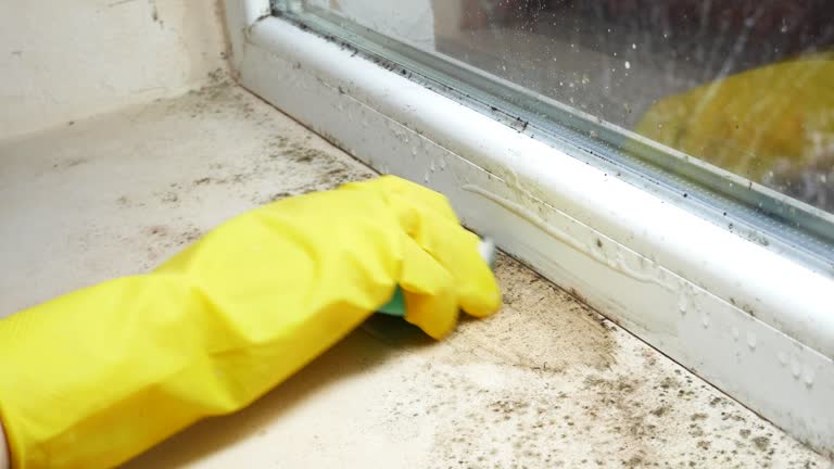  , USA Mold Removal Pros